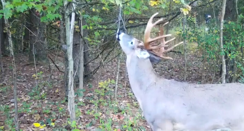 The Ultimate Licking Branch