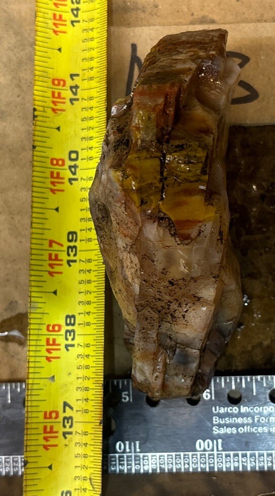 Colorful petrified wood