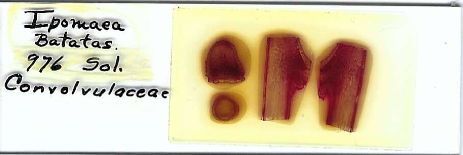 Sweet Potato Ipomaea batatas Microscope Slide