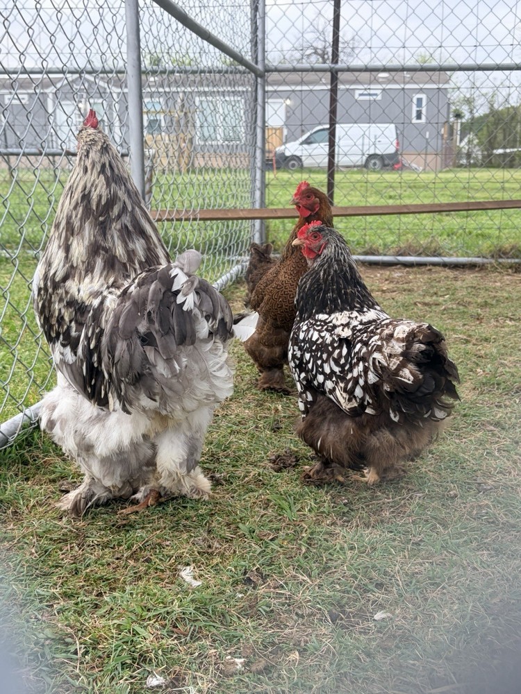 Large Fowl Cochin Hatching Eggs