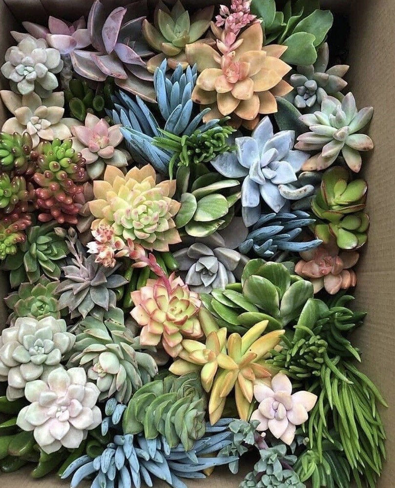 100 Cutting Mix Colorful Succulents 2-8”