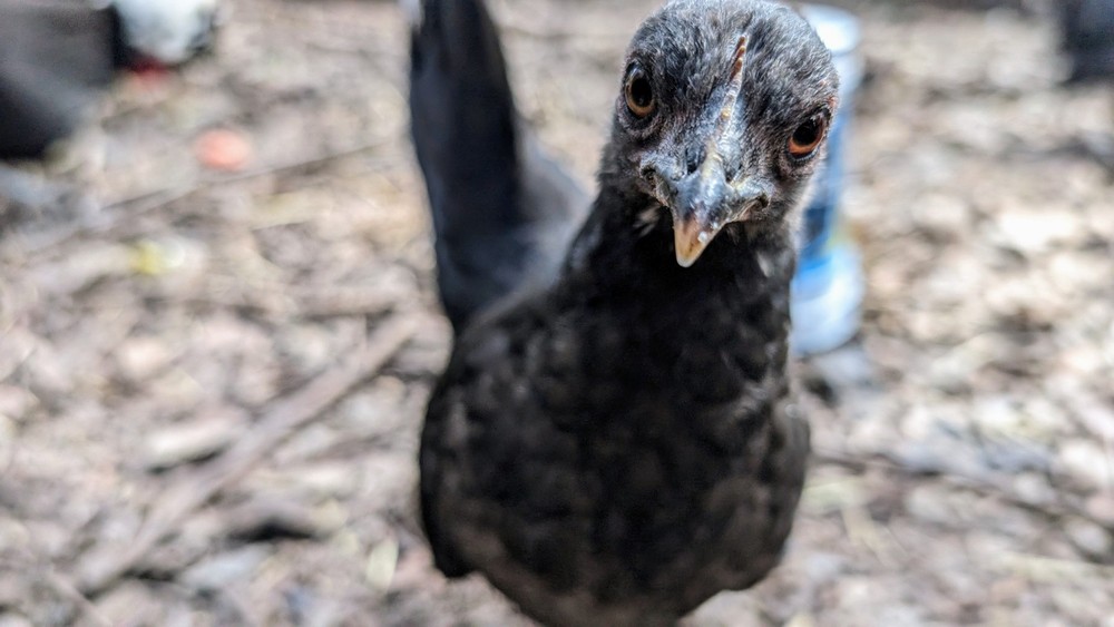 10++ eggs: Serama Bantam Chicken Hatching Eggs-Pocket, Teacup, Tiny