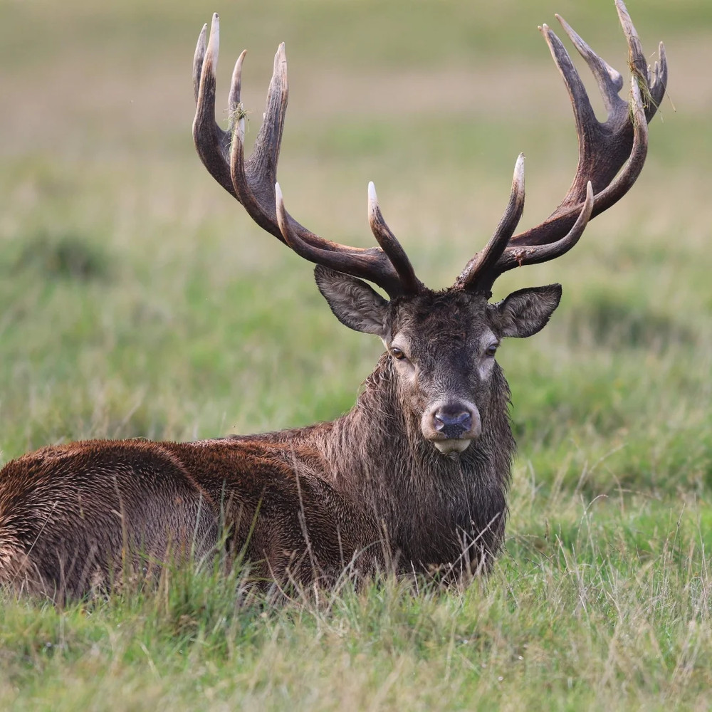 (3 Pack) Top Score Apple Deer Corn 30Lb