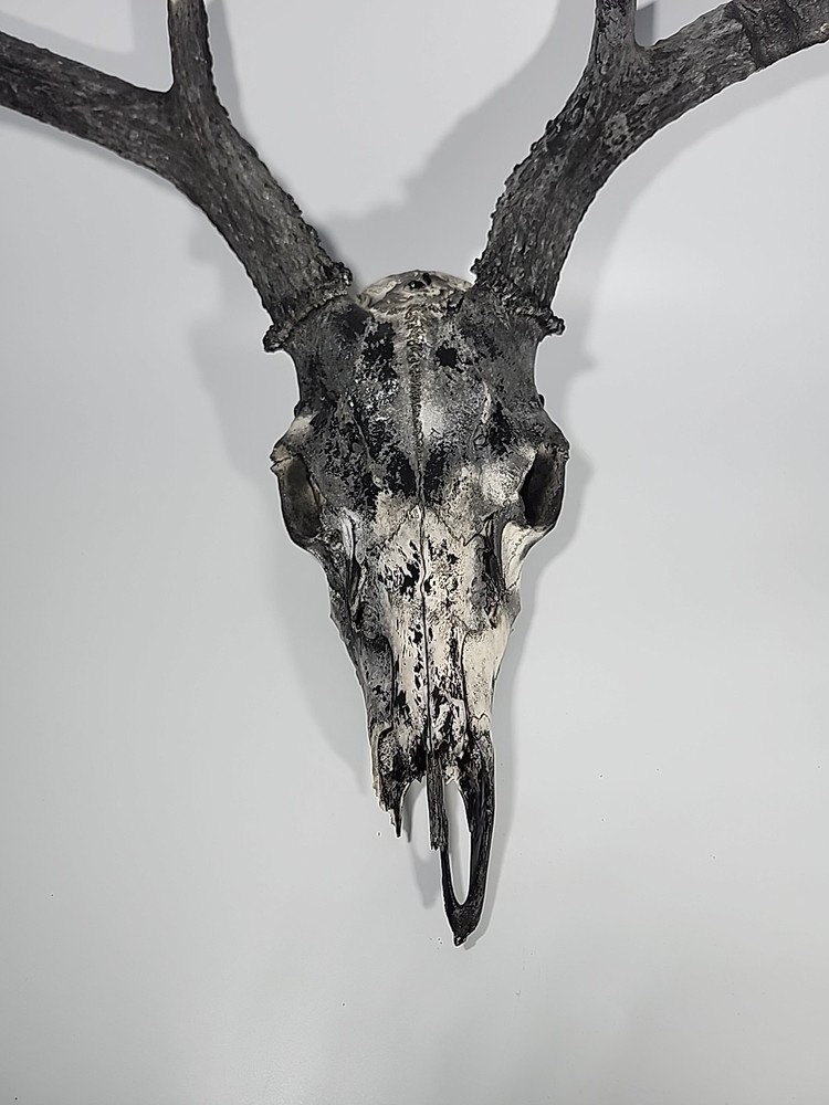 HUGE 6 Point Deer Rack And Skull