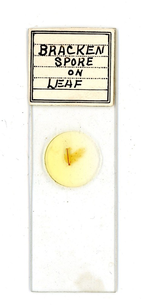 Vintage glass Microscope slide Bracken Spore on Leaf #82