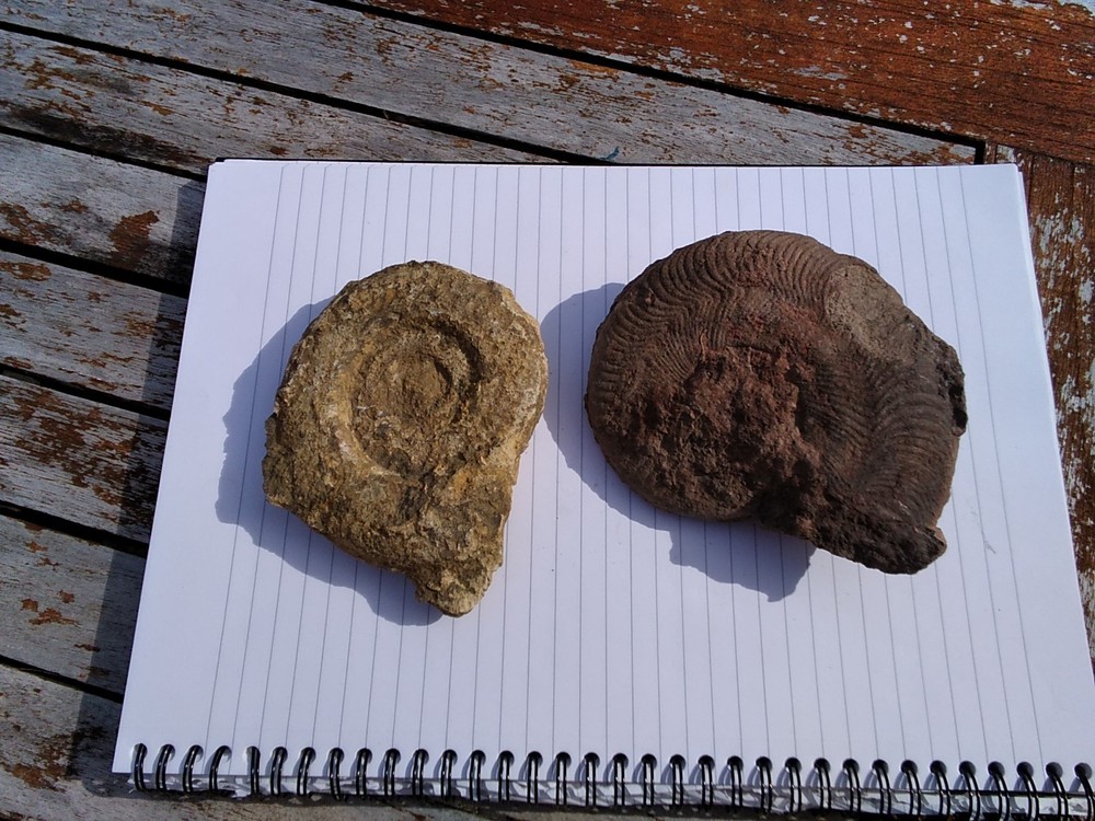 Ammonites  x 2