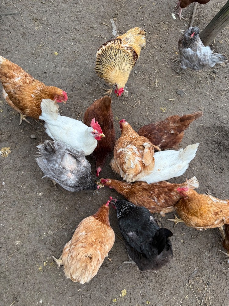 chicken hatching eggs barnyard mix