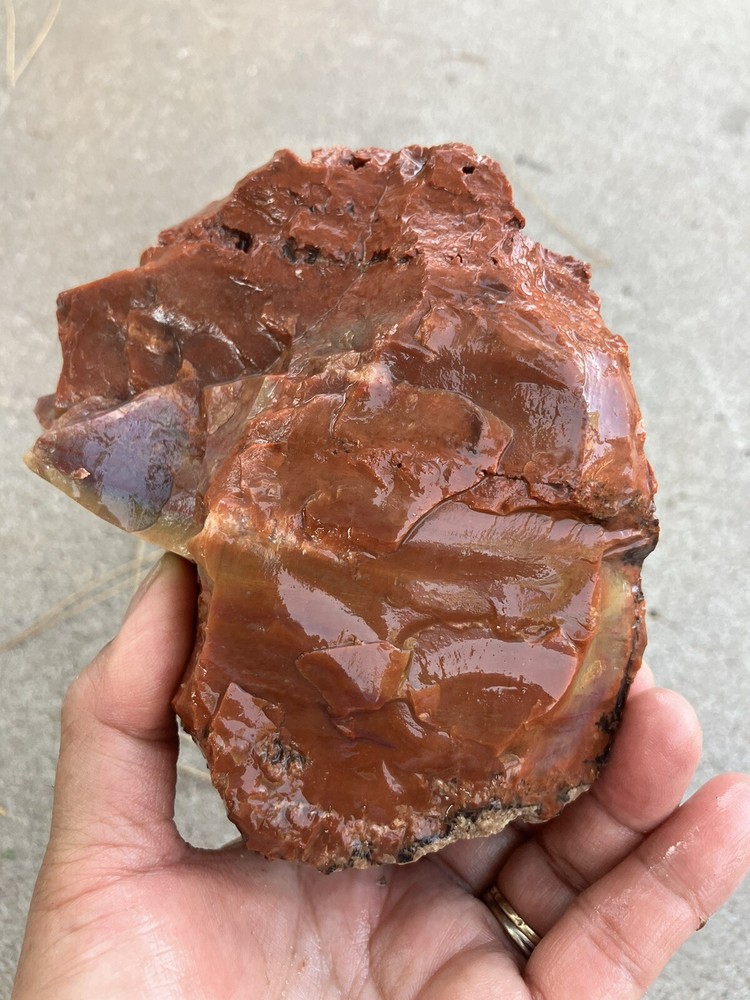 Arizona Petrified Wood