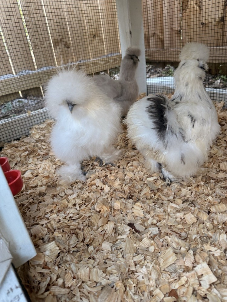 6 Silkie Various Colors hatching eggs