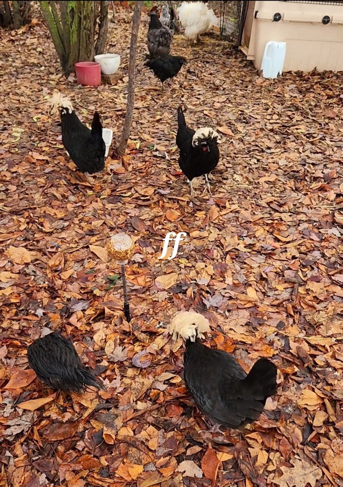 12 Polkis (polish Silkies)Hatching Eggs