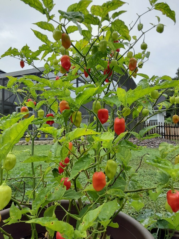 30+ Datil Sweet Pepper Seeds - Florida Grown