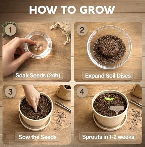 Bonsai Starter Kit – Growing Jacaranda Bonzai Tree | Complete Indoor Tree Kit fo