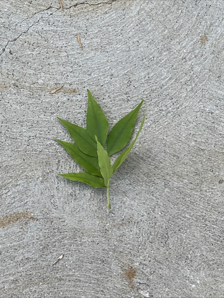 Leaf