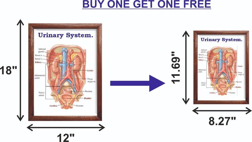 Urinary System Chart 12x18 inches