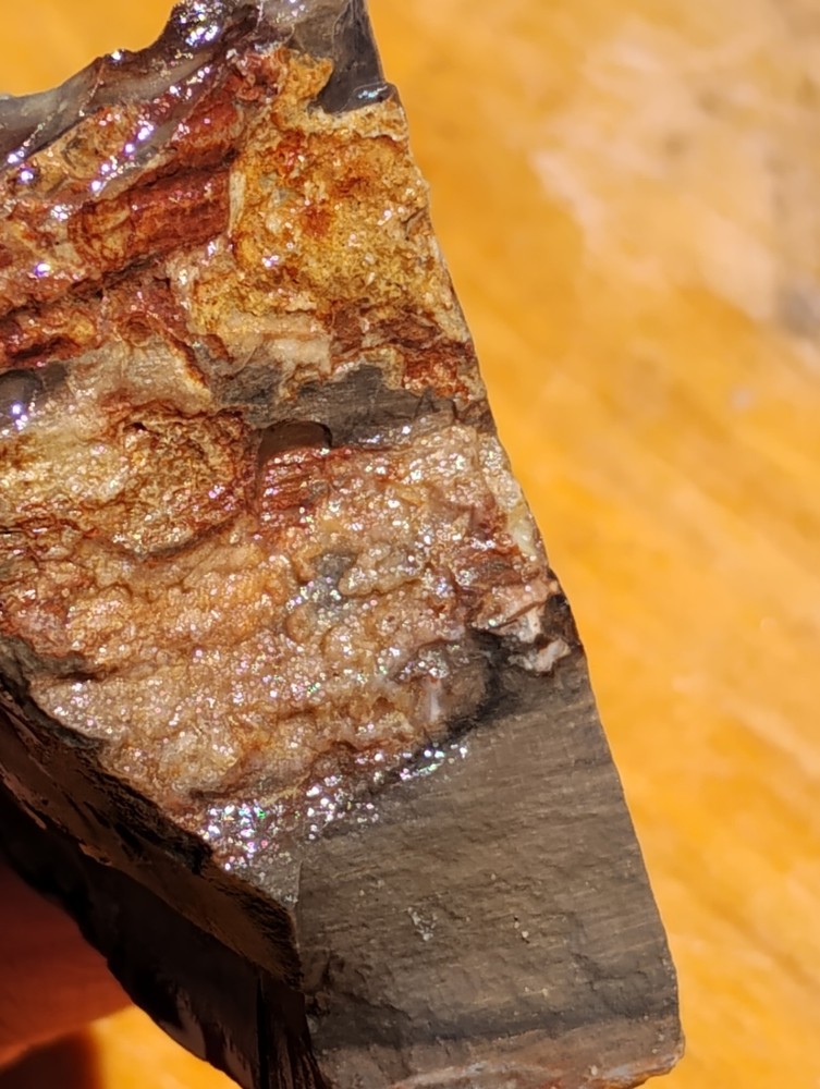 Petrified Wood Cut Once Ready For Display