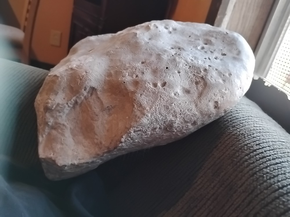 DEFINITELY A DINO BONE... DON'T KNOW WHICH ONE YET.. PLEASE HELP ME IDENTIFY IT.