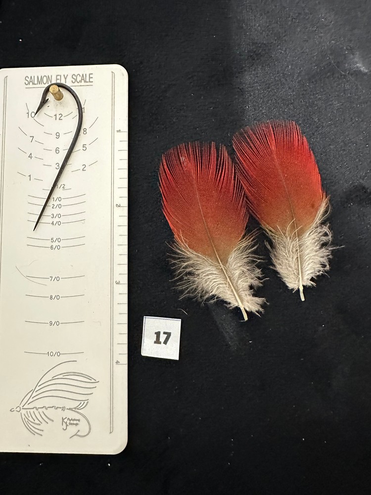 Parrot feathers for Salmon flies