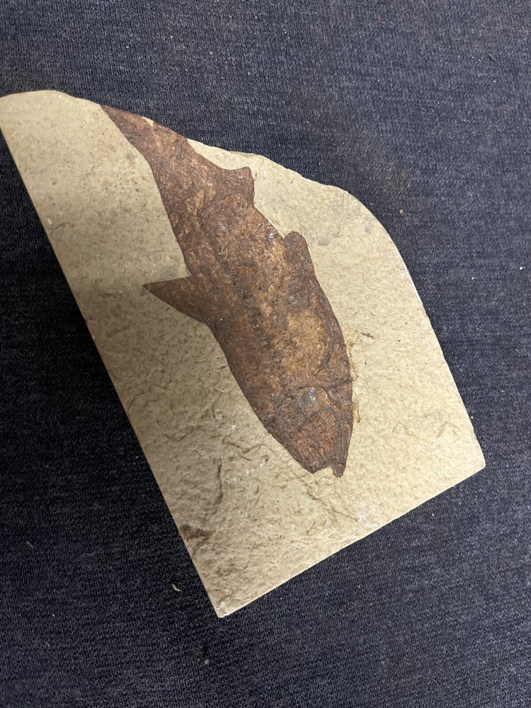 4” Fossil Fish Unknown