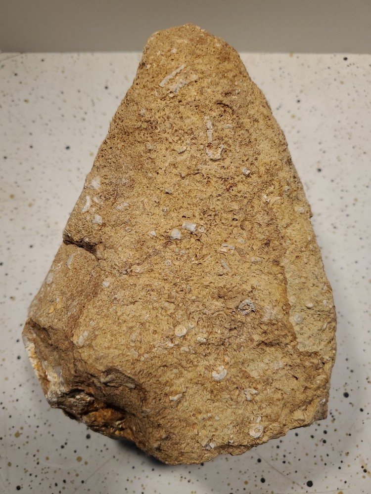 About 11 pound 14 oz Triangular Densely Packed Fossilized Shells Rock thatStands