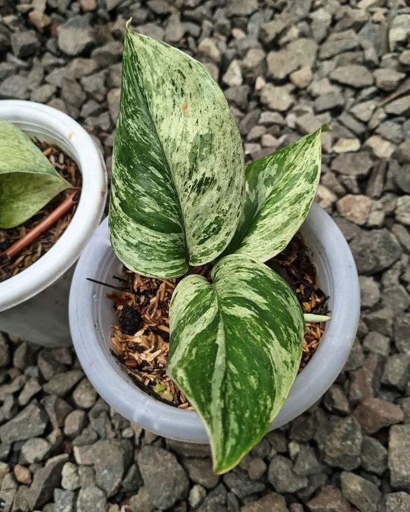 Scindapsus Treubii Moonlight Marble Variegated