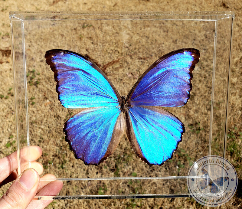Real 3D Framed Blue Morpho didius - 8x7x1.5 - Acrylic Frame
