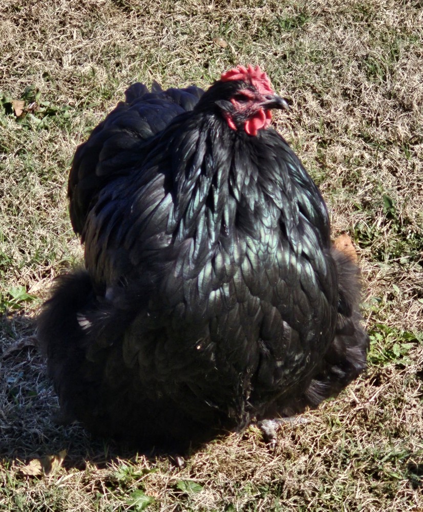 8+ English Black Orpington Hatching Eggs