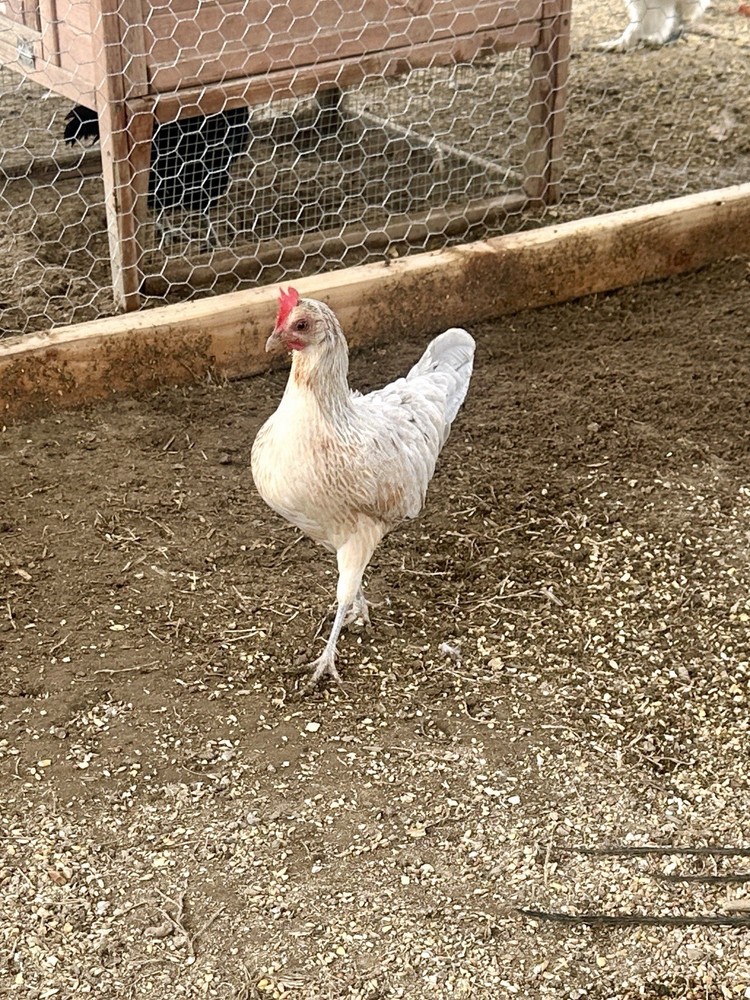 Long Tailed Phoenix Chicken Hatching Eggs 6++ PLEASE READ DESCRIPTION