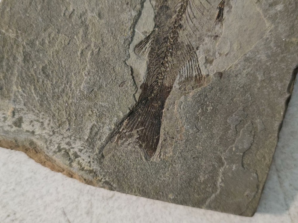 Authentic and Unique Paleontological Fishification Stone C02