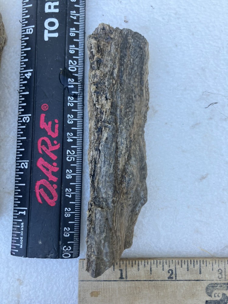 Petrified Wood (NM), Fluorescent Under UV Light