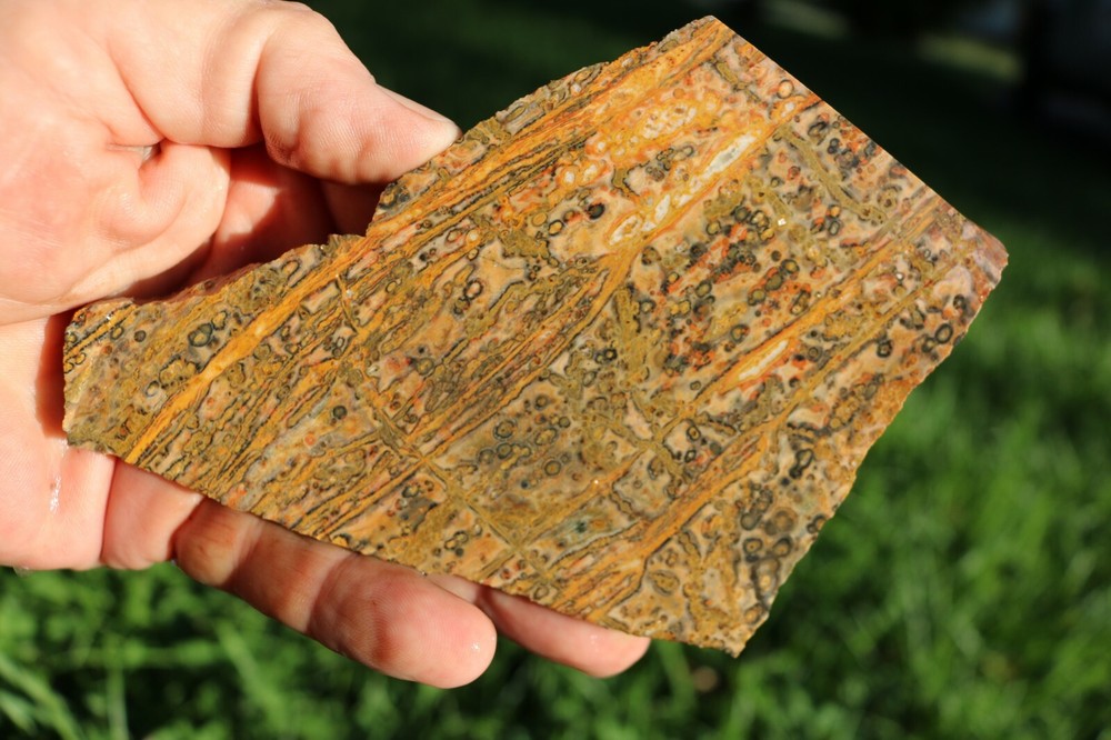 Leopard Skin Jasper Mexico Fantastic Patterns  Free Ship!