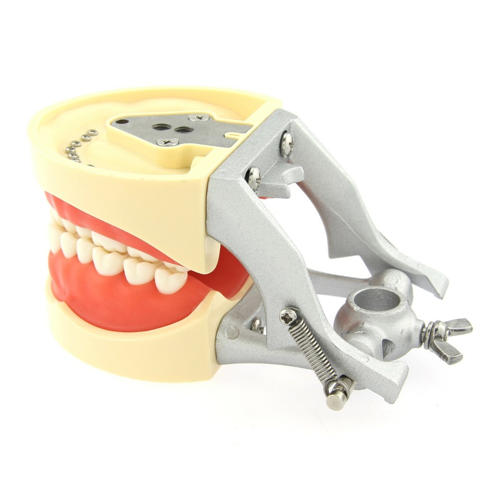 Kilgore Nissin 200 Type Dental Typodont Model 32pc Removable Teeth Mounting Pole