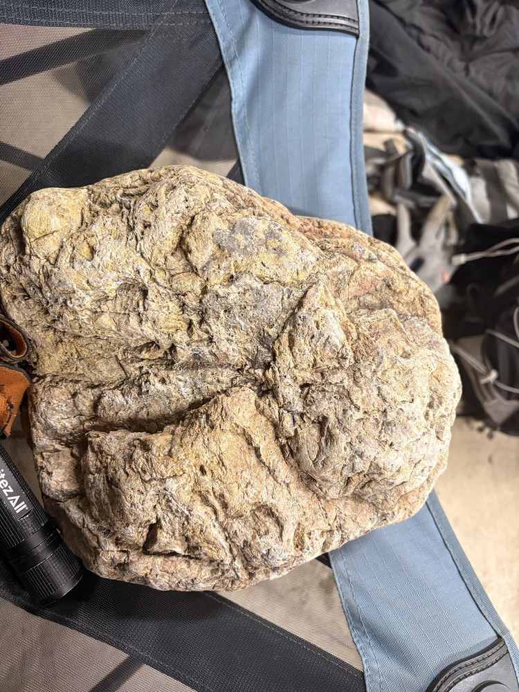 Crystallized Petrified Wood