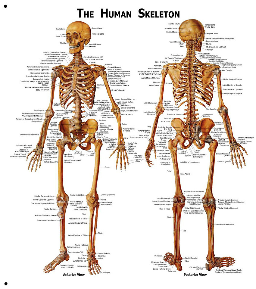 Human Skeleton Skull Anatomical System Chart - Models Anatomical, LARGE SIZE