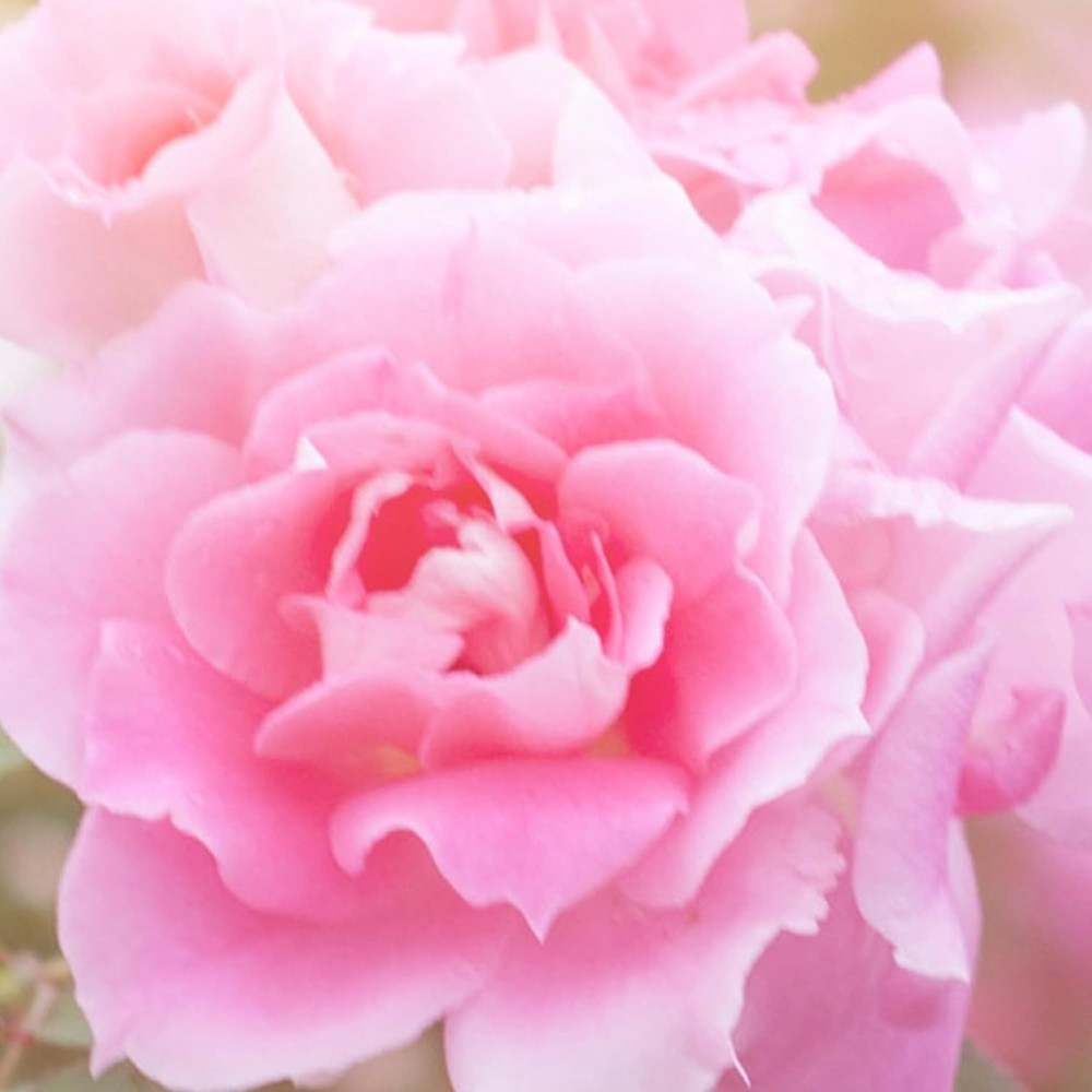 e Brightening Rose Makeup Removing, Cleansing Towelettes,