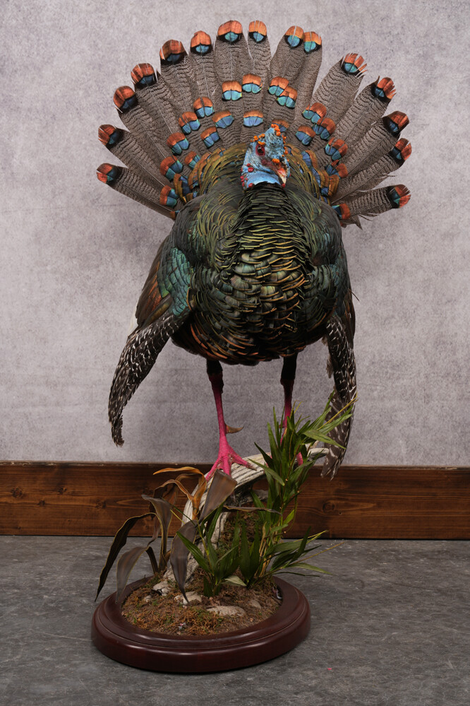 Ocellated Turkey SKU 2960