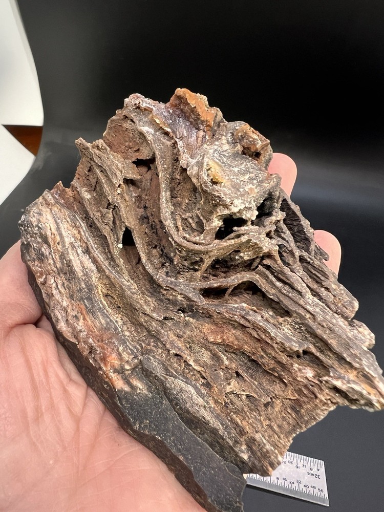 Ball Ranch Petrified Wood D3