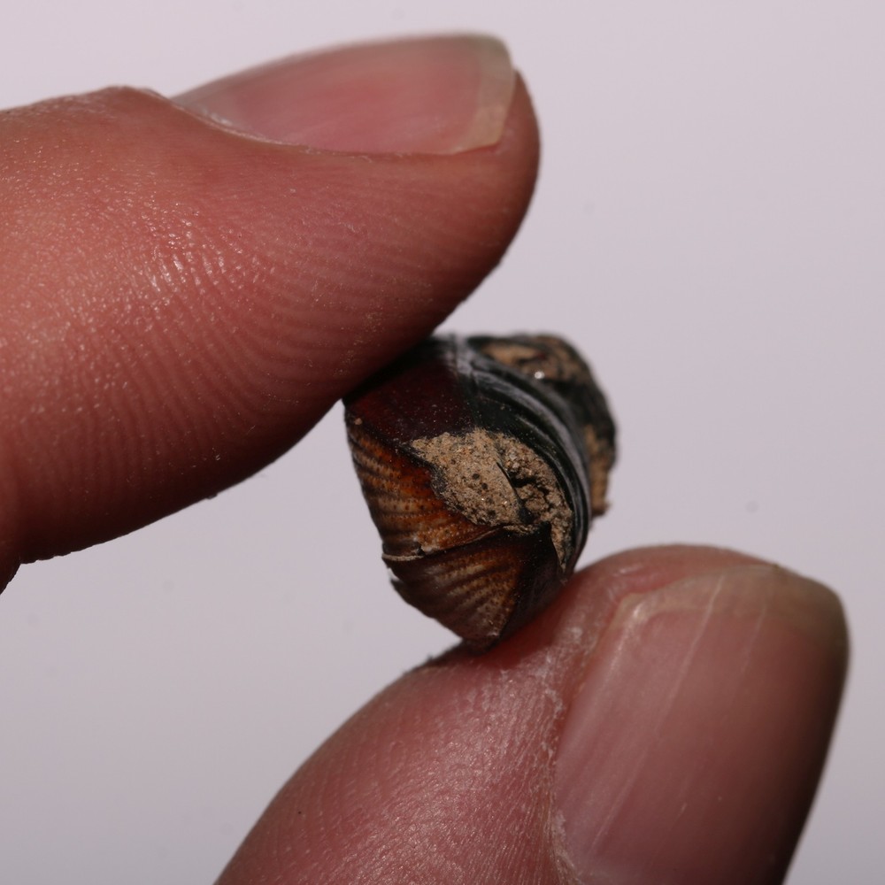 Beetle Shell Shed - Hell Creek Formation Cretaceous Beautiful Specimen