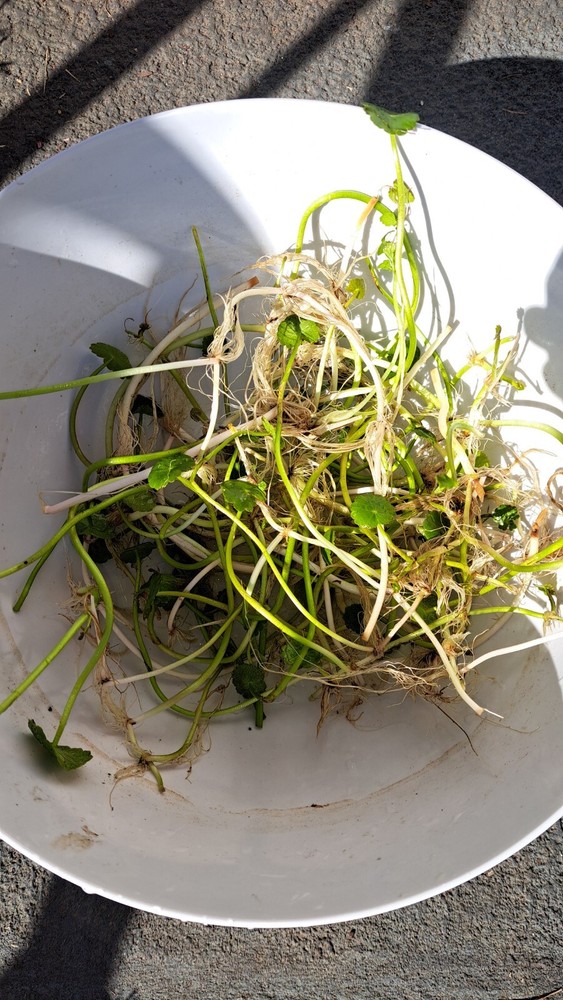 Pennywort/ Dollarweed , no container (approx 20 Count with roots)