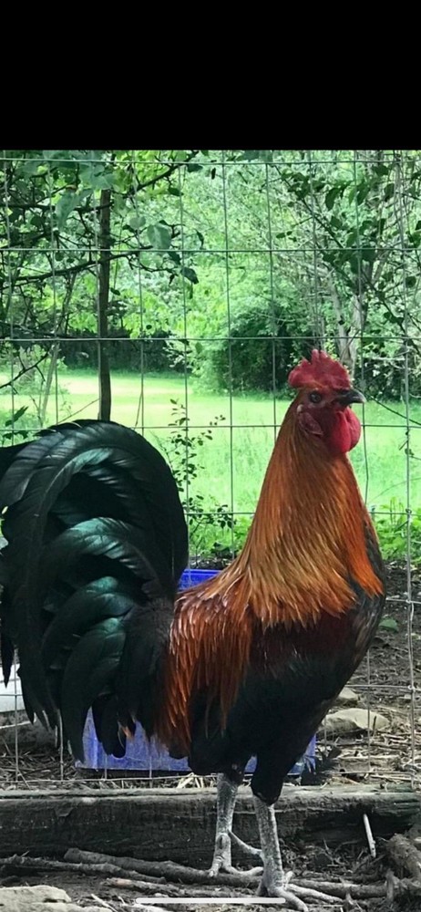 Hatching Eggs (6) Eggs Half Dozen Chicken Hatching Eggs