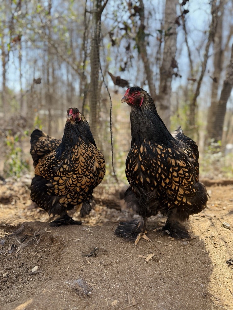 12++ Gold Laced Brahma Hatching Eggs
