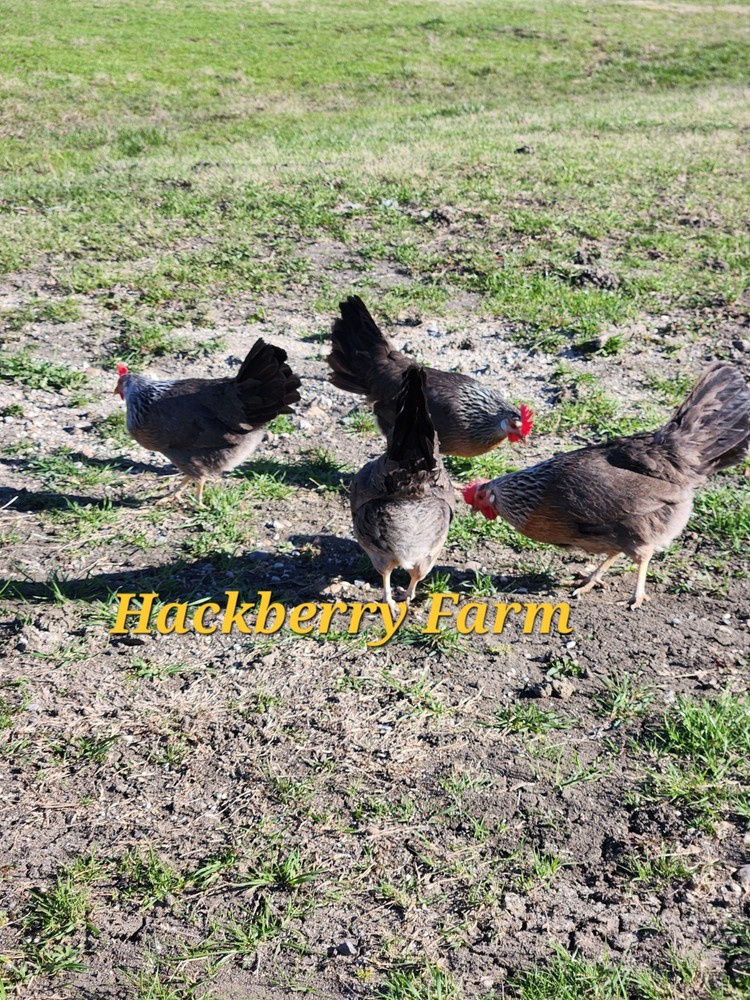 12 Silver Leghorn Hatching Eggs