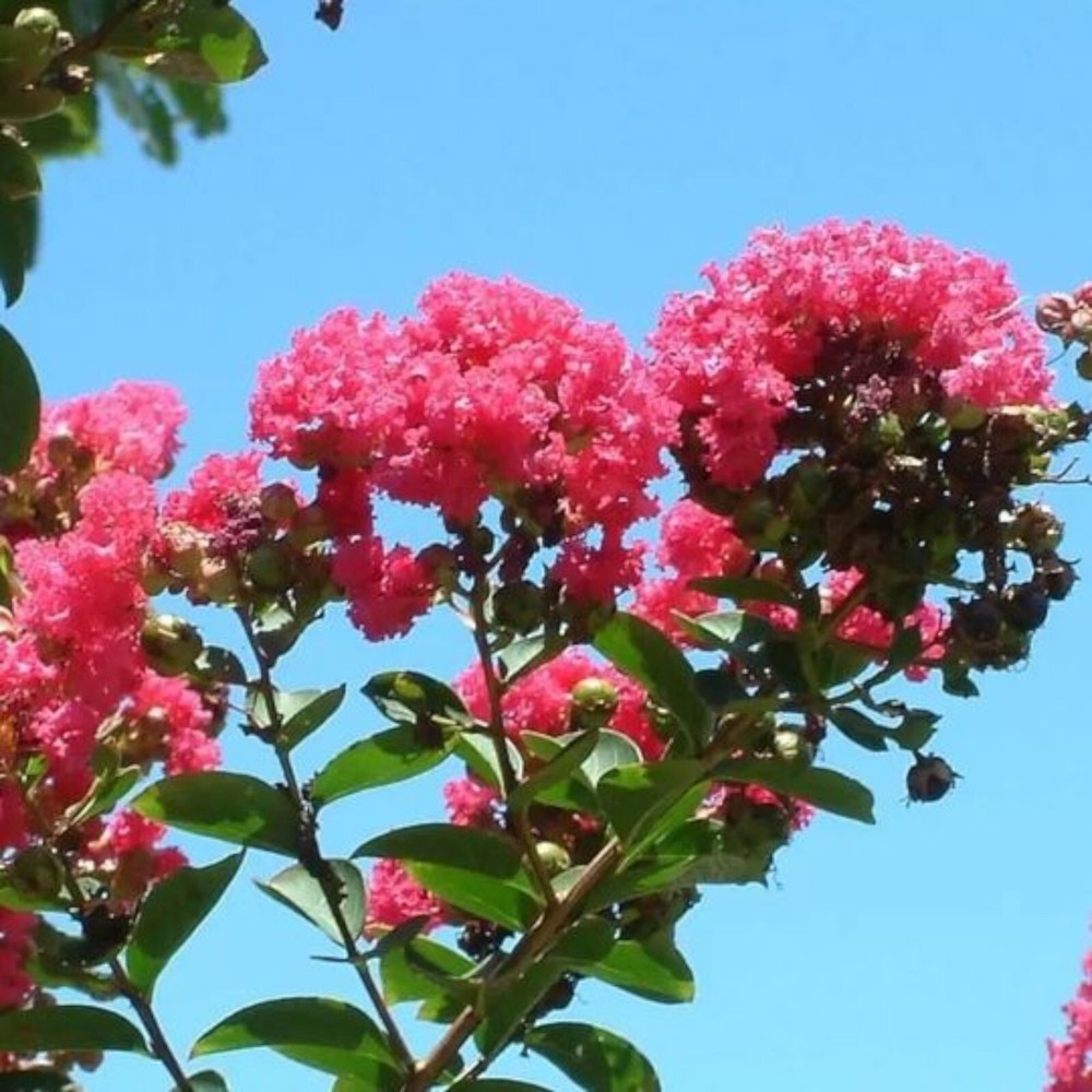 Crepe myrtle tree seeds 50 seeds.