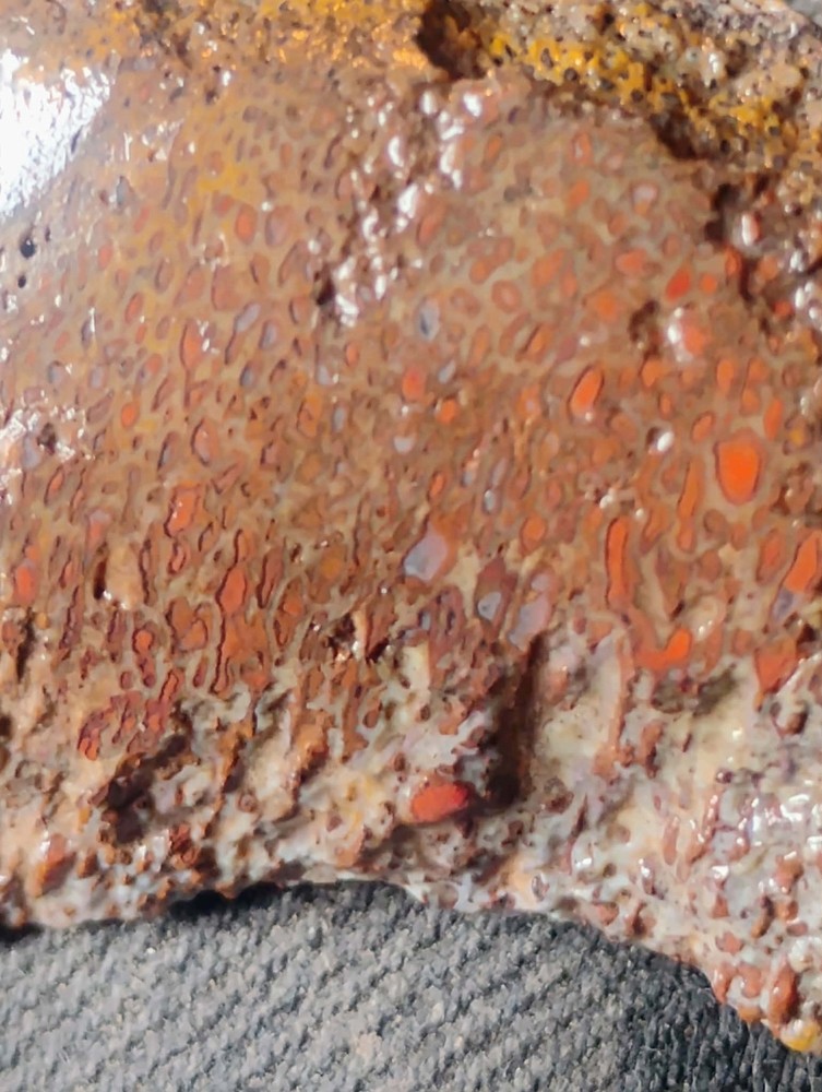 Small Beautiful Agitized Dino Bone
