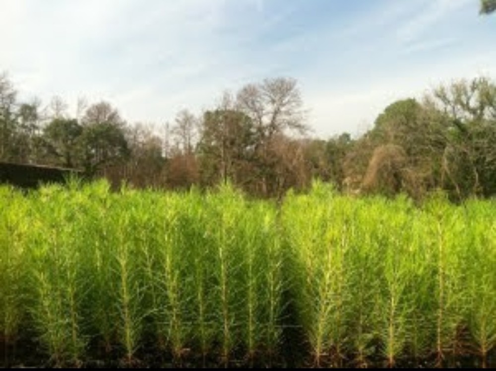 50 Containerized Loblolly Pine Seedlings (NOT BARE ROOT) Pinus Taeda