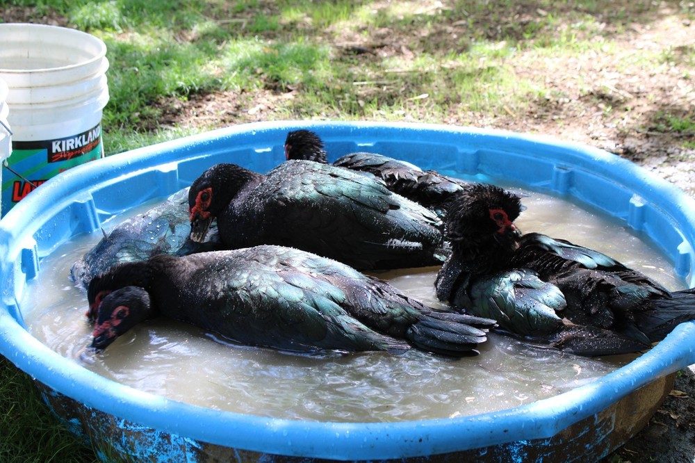 Exhibition Quality Muscovy Hatching Eggs 96% solid BLACK ducks only 12 eggs