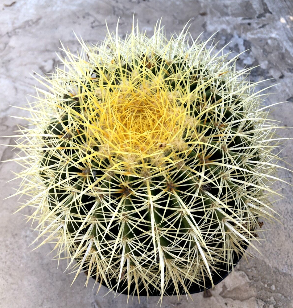 Echinocactus Grusonii 'Golden Barrel Cactus', Currently in a 8" container