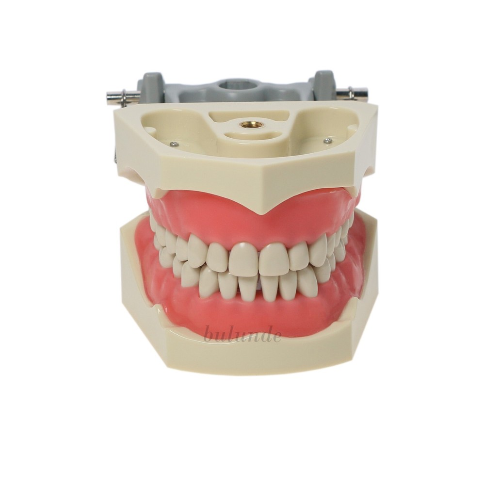 Dental Typodont 28/32PCS Teeth Models for Students Practice Model M80 Series