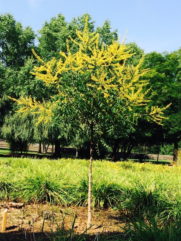 2 RAIN TREE (Koelreuteria Paniculata)   Bare-root