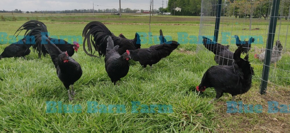 6+ Black PHOENIX Chicken Hatching Eggs. Rare, Elegant, Long-Tail Project Breed
