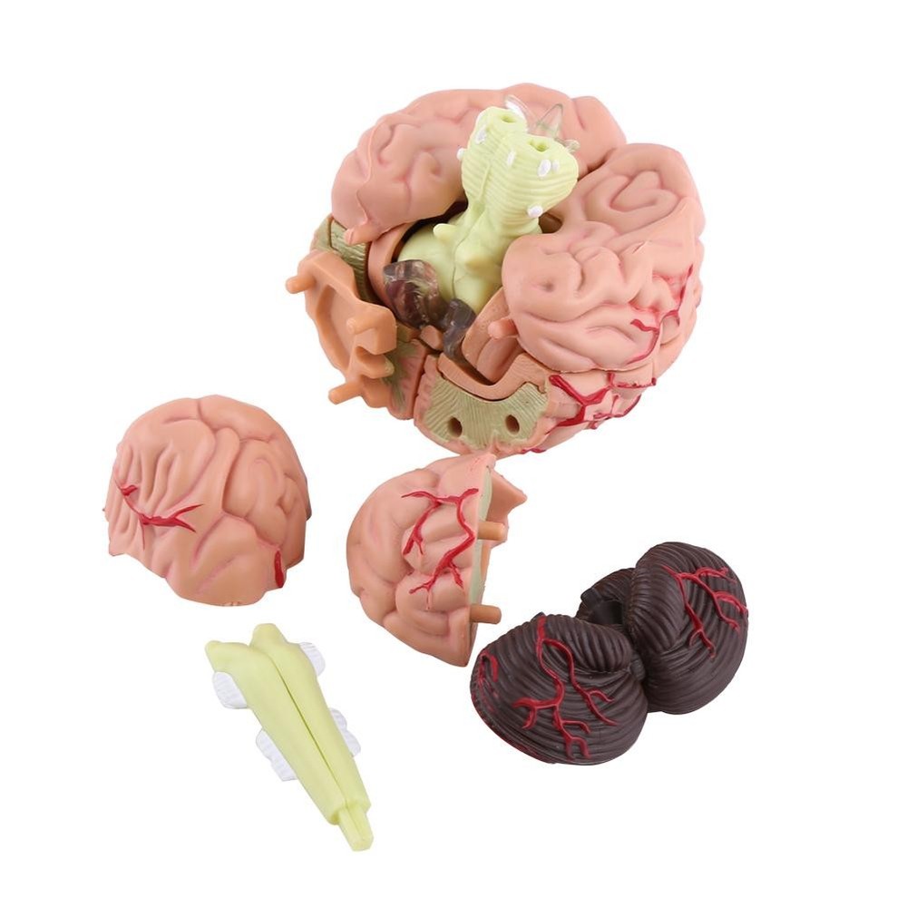 1pc Disassembled Anatomical Human Brain Model Teaching Tool Toy✈